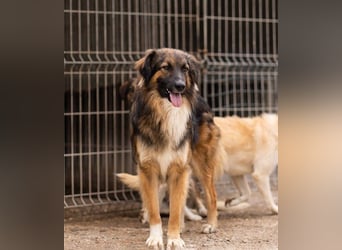 Bogo ♥️ ungeschliffener Schatz auf 4Pfoten