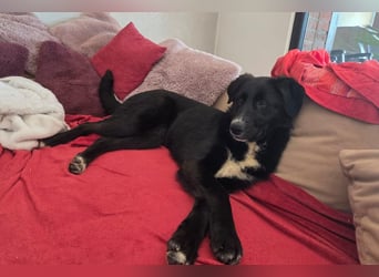 Sienna - fröhlicher Schäfi-Mix, wartet bereits in 45289 Essen