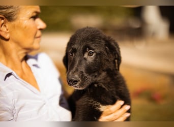 Cosmo - junger charmanter Schäfi-Mix-Bub