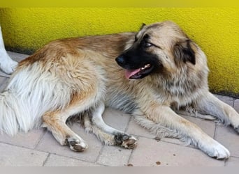 Mix-Hündin ♥ Mandy ♥ ein zauberhaftes, liebes, soziales Wesen