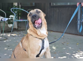 ♥ Mephisto ♥ aktiv - schmusig = Familienhund