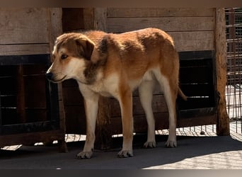 Luki ❤️ so lieber, schüchterner & sensibler Rüde