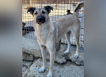 Beauty ♥ Fly ♥ herzliche, treue Fellfreundin