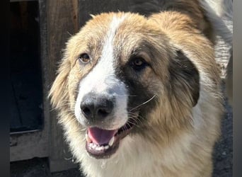 Energiebündel Jonesy - sucht Liebe und Halt