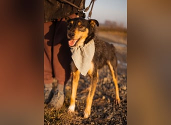 Schatz Teri: sehr freundlicher Gefährte