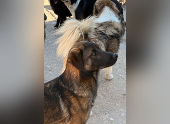 Pico ❤️ so lieber, verschmuster + liebevoller Rüde