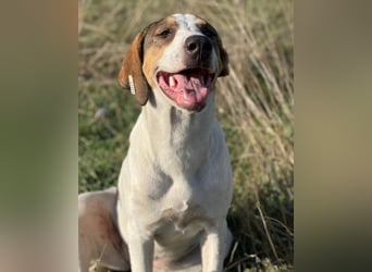 Nala ❤️ aktive, so verschmuste HSH-Mix Hündin