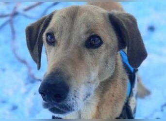 Schmusiger Bongo sucht sehnsüchtig seine Für-Immer-Menschen