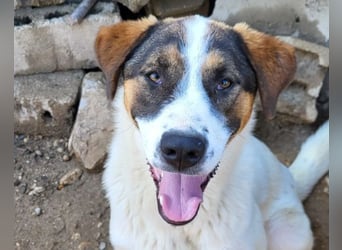 Maxima ❤️ verspielt, aktiv, verschmust - sucht ihr Für-Immer-Zuhause!