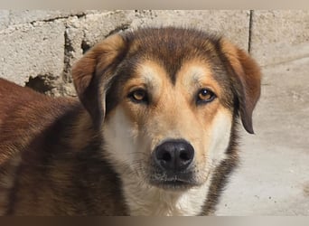 Luki ❤️ so lieber, schüchterner & sensibler Rüde