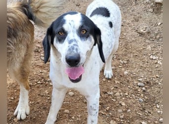 Ananda ❤️ liebe Fellfreundin fürs Leben