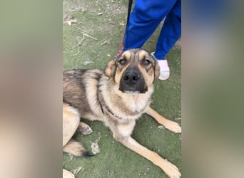 Familien-Mix-Rüde ♥Marco♥ ein Herz von Hund; liebt auch Kinder und Katzen