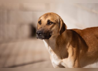 SCHLAUBI❤️smarter, kluger und entzückender Fellnasen-Fratz!