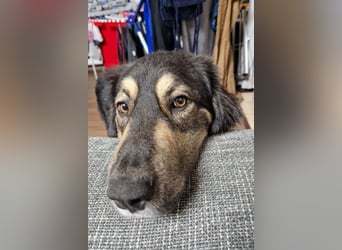 Aramis ❤️ wartet in 31812 Bad Pyrmont