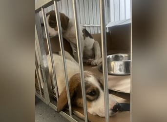 Nala ❤️ aktive, so verschmuste HSH-Mix Hündin