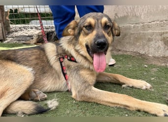 Familien-Mix-Rüde ♥Marco♥ ein Herz von Hund; liebt auch Kinder und Katzen