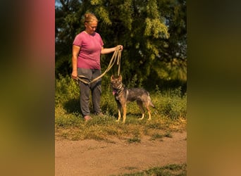 Freundliche Elsa sucht ihre Menschen