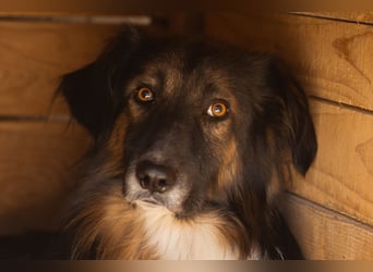 Bogo ♥️ ungeschliffener Schatz auf 4Pfoten