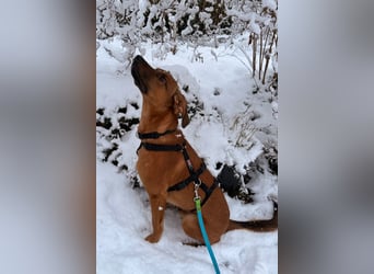 Notfell LASKO❤️in 22559 Hamburg, dringend Not-PS oder Für-Immer-Zuhause gesucht