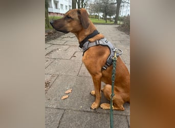 Notfell LASKO❤️in 22559 Hamburg, dringend Not-PS oder Für-Immer-Zuhause gesucht