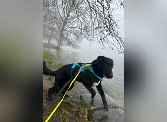 Cosmo - junger charmanter Schäfi-Mix-Bub wartet bereis in 55116 Mainz