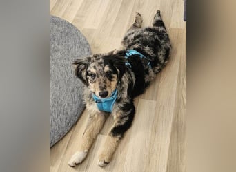 Sensibler Jungrüde ♥BALU♥ wartet schon in 59174 Kamen auf seine Für-Immer-Menschen