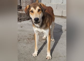 Luki ❤️ aufgeschlossener, lieber Junghund!