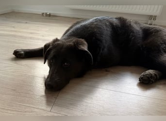 Schäfi-Mix-Bub Jasper wartet bereits in 50127 Bergheim auf seine Für-Immer-Menschen