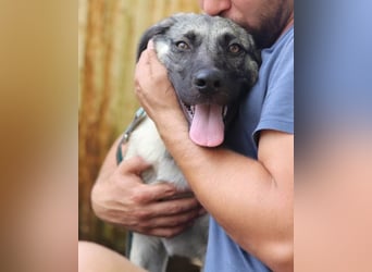 HSH-Mix YOMA❤️fröhlich, aufgeschlossen & katzenverträglich