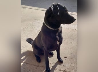 SCOOBY❤️lebensfroher, aktiver Lausbub und sehr menschenbezogen