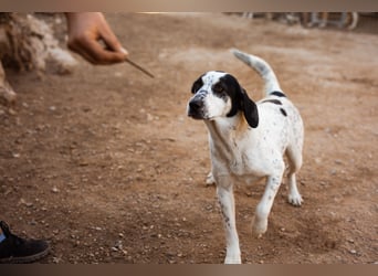 Ananda ❤️ liebe Fellfreundin fürs Leben