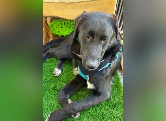 Cosmo - junger charmanter Schäfi-Mix-Bub wartet bereis in 55116 Mainz