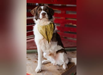 ♥Šarenko♥ toller, verschmuster 3-Beiner