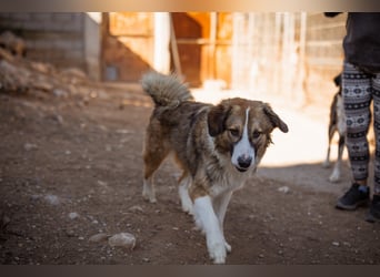 Energiebündel Jonesy - sucht Liebe und Halt Energiebündel Jonesy - sucht Liebe und Halt
