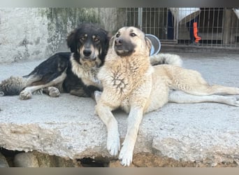 ♥Fly♥ eine herzliche, treue Fellfreundin