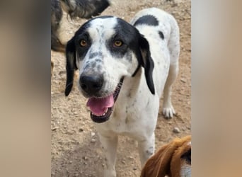 Ananda ❤️ liebe Fellfreundin fürs Leben