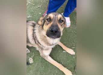Familien-Mix-Rüde ♥Marco♥ ein Herz von Hund; liebt auch Kinder und Katzen