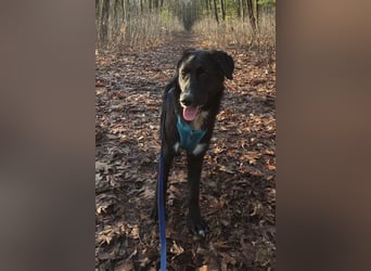 Sienna - fröhlicher Schäfi-Mix, wartet bereits in 45289 Essen