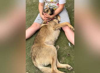 Familien-Mix-Rüde ♥Marco♥ ein Herz von Hund; liebt auch Kinder und Katzen