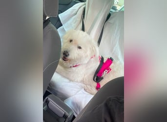 Kluge, freundliche ♥ Lucy ♥ wartet bereits in 22145 Hamburg auf ihren Für-Immer-Familienanschluss