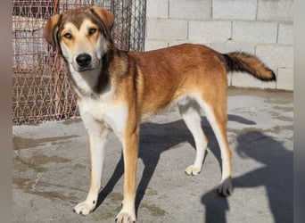 Luki ❤️ aufgeschlossener, lieber Junghund!