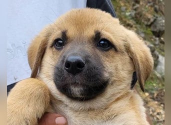 SCHLAUBI❤️smarter, kluger und entzückender Fellnasen-Fratz!