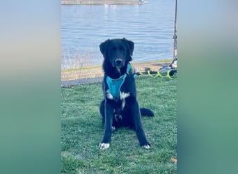 Cosmo - junger charmanter Schäfi-Mix-Bub wartet bereis in 55116 Mainz