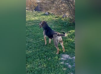 Jungrüde Floki - fröhlich und freundlich und liebenswert