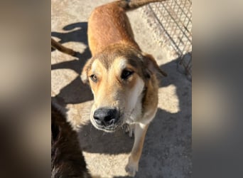 Luki ❤️ aufgeschlossener, lieber Junghund!