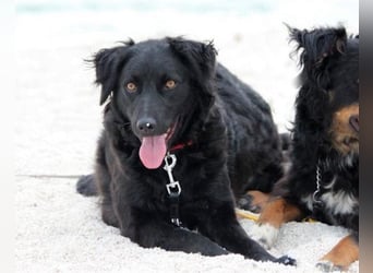 Noa ❤️ freundlich + super aufgeschlossen + katzenverträgl.!