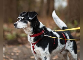 Liebster OldBoy ♥Rocky♥ wartet in 21640 Bliedersdorf auf sein so verdientes Lebensglück