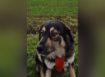 Aramis ❤️ wartet in 31812 Bad Pyrmont