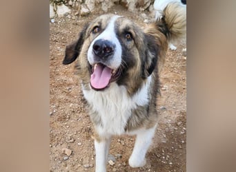 Energiebündel Jonesy - sucht Liebe und Halt