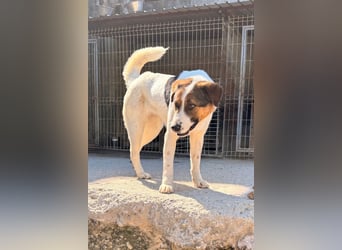 Maxima ❤️ verspielt, aktiv, verschmust!